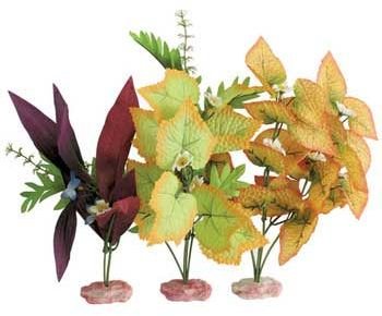 Blue Ribbon Plant – Multipack African Sword & Foxtail Cluster
