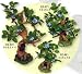 Blue Ribbon Bonsai Oakwood with Blue Flowers-Large