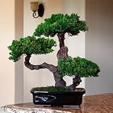 Large Preserved Indoor Monterey Bonsai