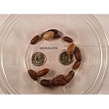 Dubia Roaches 200 Medium