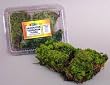 NZ FLORA FROG MOOD MOSS NZ FLORA FROG MOOD MOSS