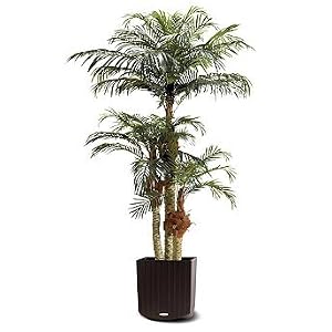 Phoenix Palm Tree - 6'H - Frontgate