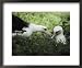 Gentle greeting, demure response mark the courtship of the Laysan albatross National Geographic Collection Framed Art Poster Print by William Allen, 22x18