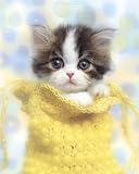 Katzen - My Home Is My Castle Mini-Poster (50 x 40cm)