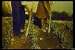 Classic Taos & Laguna Pueblo Films DVD: 1941 Native American Indian Culture, Crafts and Education History Film