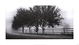 Row Of Trees 2 Finest LAMINATED Print Harold Silverman 28x16 Row Of Trees 2 Finest LAMINATED Print Harold Silverman 28x16