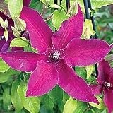 Clematis Plants - Clematis Huvi PPAF