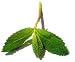 Indian Spice Fresh Mint (3.5oz)-