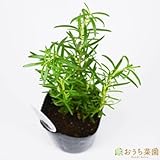 ローズマリー マリンブルー 【苗】 9cmポット ＜当店は 苗 種 鉢 培養土 ニーム の専門店＞