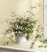 Flowers by 1800Flowers - Fragrant Jasmine