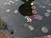Netfloat Pond Netting Rings for Pest & Heron Deterrent Protection for Fish Ponds