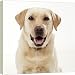 DOG - Yellow Labrador, close-up, studio shot - 20 Inch Canvas Print (51 cm) by Ardea