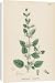 Canvas Prints of Melissa Officinalis from Mary Evans