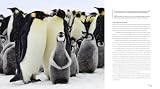 picture of Frozen Planet