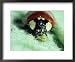 2-Spot Ladybird, Adult Feeding on Aphid Framed Art Poster Print by Harold Taylor, 22x...