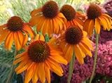 Echinacea 'Tiki Torch' - Coneflower