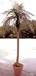 10' Giant Deluxe Phoenix Palm Tree