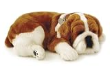 Bulldog