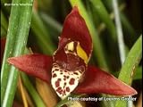 Maxillaria tenuifolia (orchid plant)
