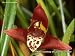 Maxillaria tenuifolia (orchid plant)