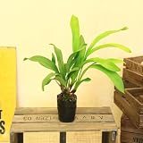 ミツバチ誘引　シンビジウム　蘭　観葉植物：デボニアナム*今期開花終了