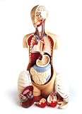 Advanced 20 Part Knowbody Teaching Torso Model-Model#AW-DG709