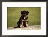 German Shepherd Puppy Framed Photographic Poster Print by Frank Siteman, 21x17
