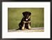 German Shepherd Puppy Framed Photographic Poster Print by Frank Siteman, 21x17