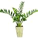 Nearly Natural Zamioculcas w/Vase Silk Plant