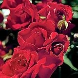 Garden Roses - Rosa Black Cherry PPAF