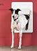 SmartDoor - Large