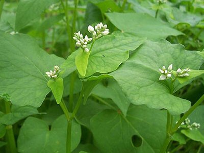 Cover Crop Buckwheat D73101 (White) Organic 2 Ounces by David's Garden Seeds Cover Crop Buckwheat D73101 (White) Organic 2 Ounces by David's Garden Seeds