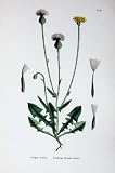 BOTANY PLANTS c1902 STINKING HAWK'S-BEARD CREPIS COLOUR