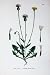 Botany Plants C1902 Stinking Hawk'S-Beard Crepis Colour