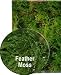 Nature Zone Feather Moss