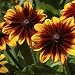 Rudbeckia Hirta - Autumn Forest - 5000 Seeds