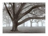 IMAGE OF Oak Grove in Fog Beautiful MUSEUM WRAP CANVAS Print with Added BRUSHSTROKES William Guion 32x24