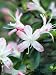 Rhododendron (Karume Group) Photographic Poster Print by Mark Bolton, 12x16