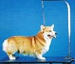 Dog Grooming Restraint Loop Medium Weight 21"
