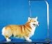 Dog Grooming Restraint Loop Medium Weight 21