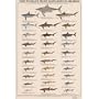 World's Most Dangerous Sharks Art Poster Print, 24x36