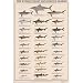 World's Most Dangerous Sharks Art Poster Print, 24x36