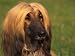 Domesitic Dog, Afghan Hound Face Portrait Photographic Poster Print by Adriano Bacchella, 16x12