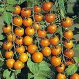 Sungold Tomato Seeds