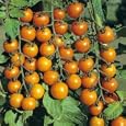 Tomato 'Sungold' Vegetable Seeds