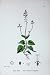 Alpine Enchanter'S Nightshade Botany Plants C1902