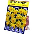 TotalGreen 72405100 Daffodil Bulbs