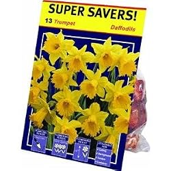 TotalGreen 72405100 Daffodil Bulbs