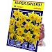 TotalGreen 72415100 Daffodil Bulbs