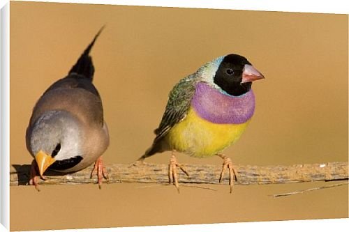 Canvas Prints of Gouldian Finch black-headed morph and Long-tailed Finch (Poephila) from Ardea Wildlife Pets